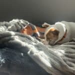 a blanket for a dog on dog bed