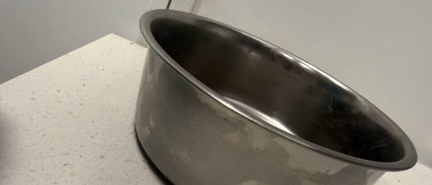 What Size Dog Bowl for a Small Dog?