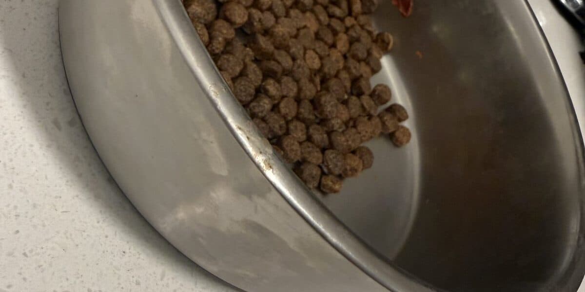 Stainless Steel vs Plastic Dog Bowls: Which Is Better?