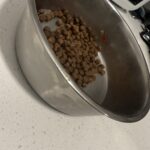 a dog bowl on kitchen counter