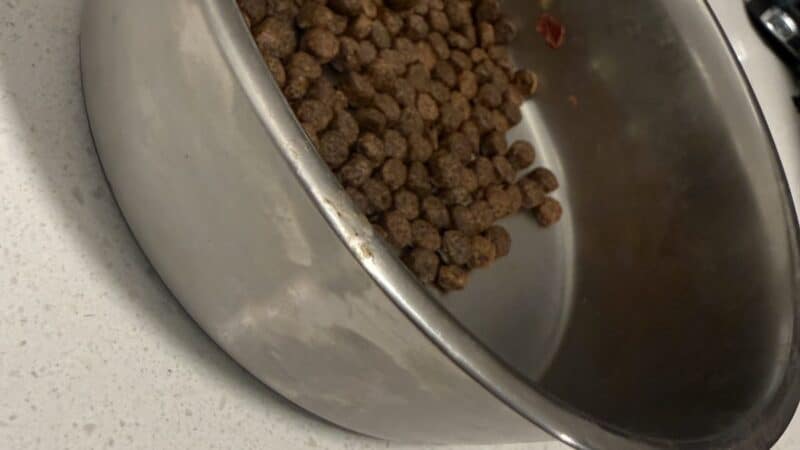 a dog bowl on kitchen counter