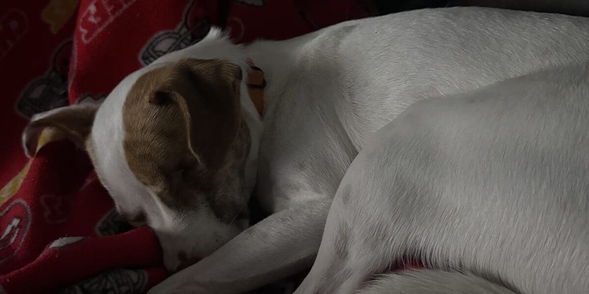 Understanding Your Dog’s Behavior at Home