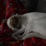 a dog calm in home