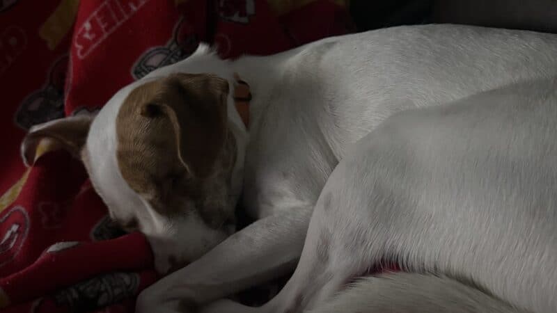 a dog calm in home