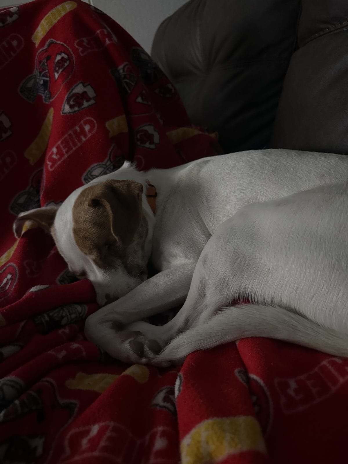 Understanding Your Dog’s Behavior at Home