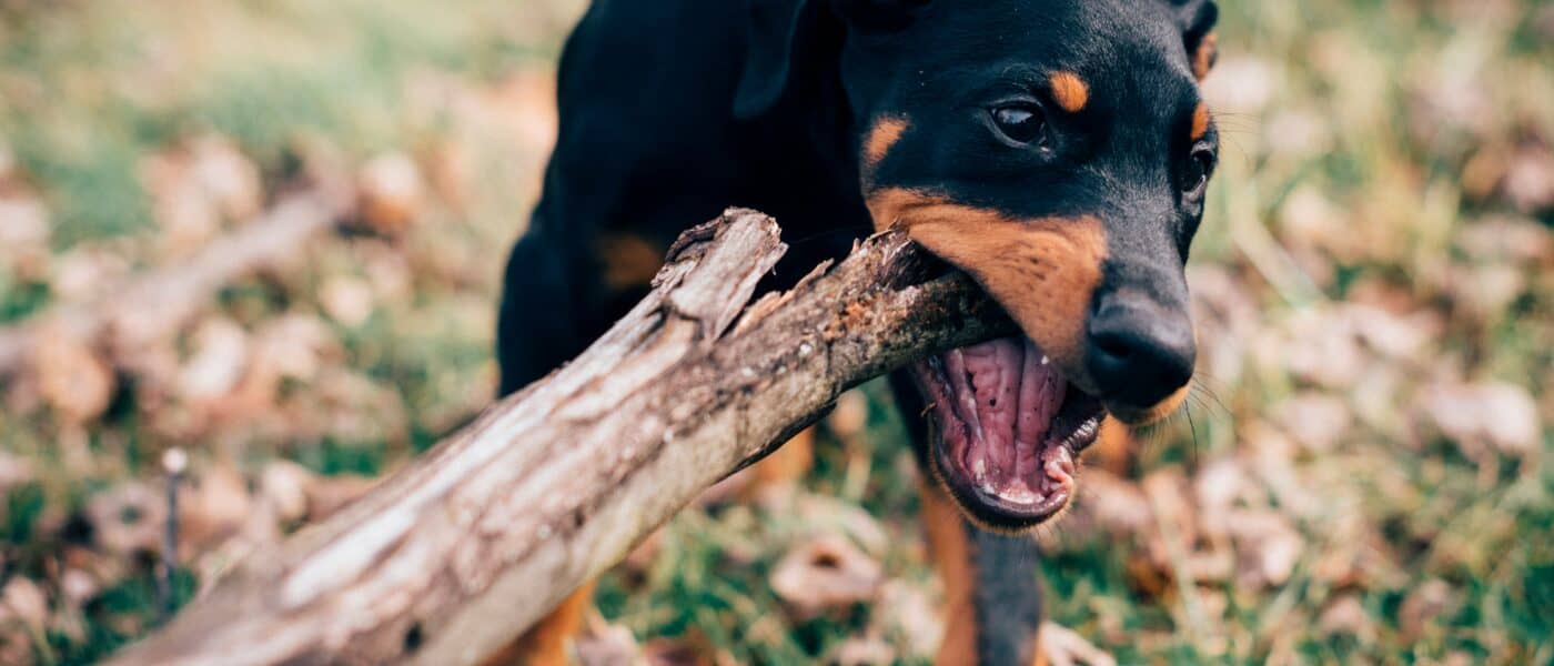 How to Stop a Dog From Chewing: Causes and Kind Fixes