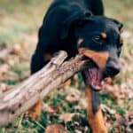 dog chewing on log