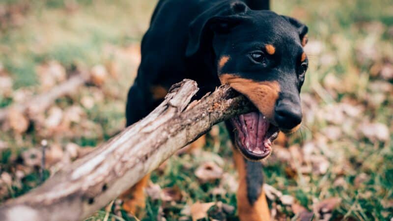 dog chewing on log