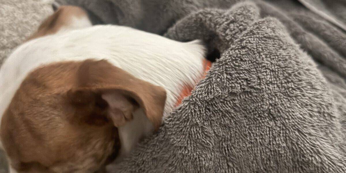 Best Dog Cooling Towels in 2026: Fast Relief on Hot Days
