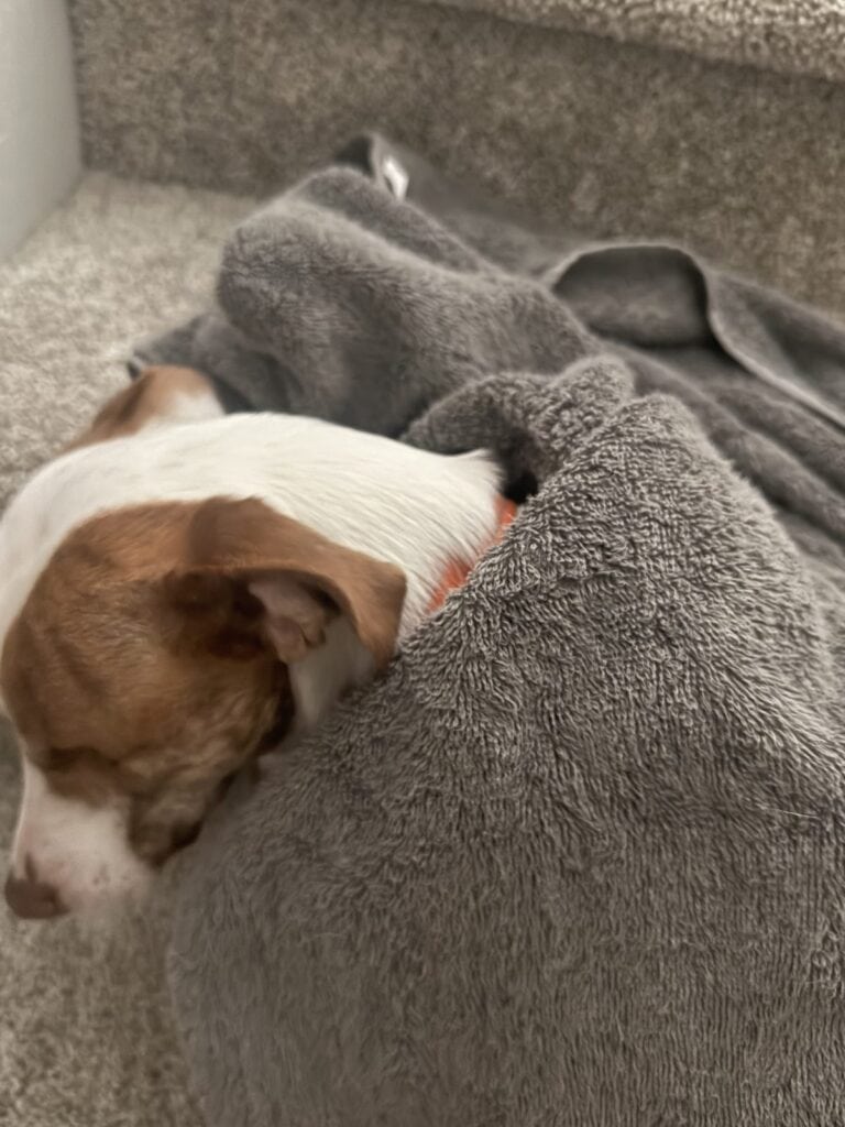 a cooling towel wrapped around a dog