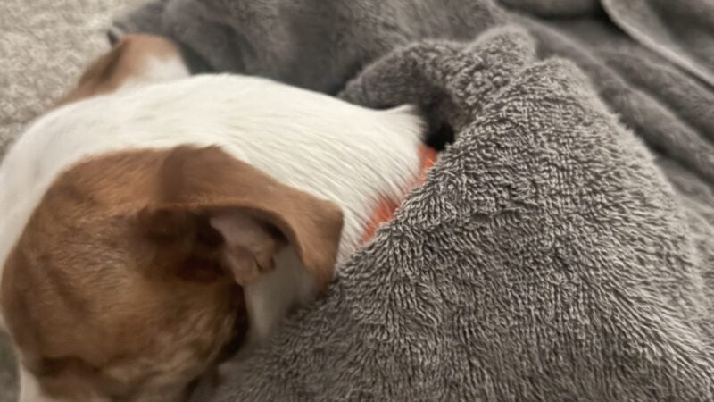a cooling towel wrapped around a dog