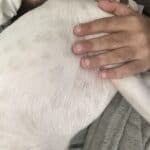 a dog laying on a chest