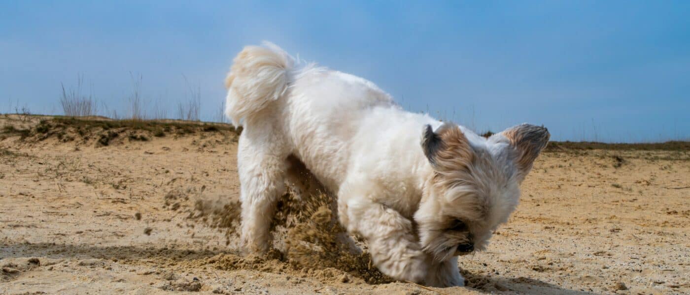 How to Stop a Dog From Digging in 2026: Causes and Kind Fixes