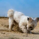 a dog digging