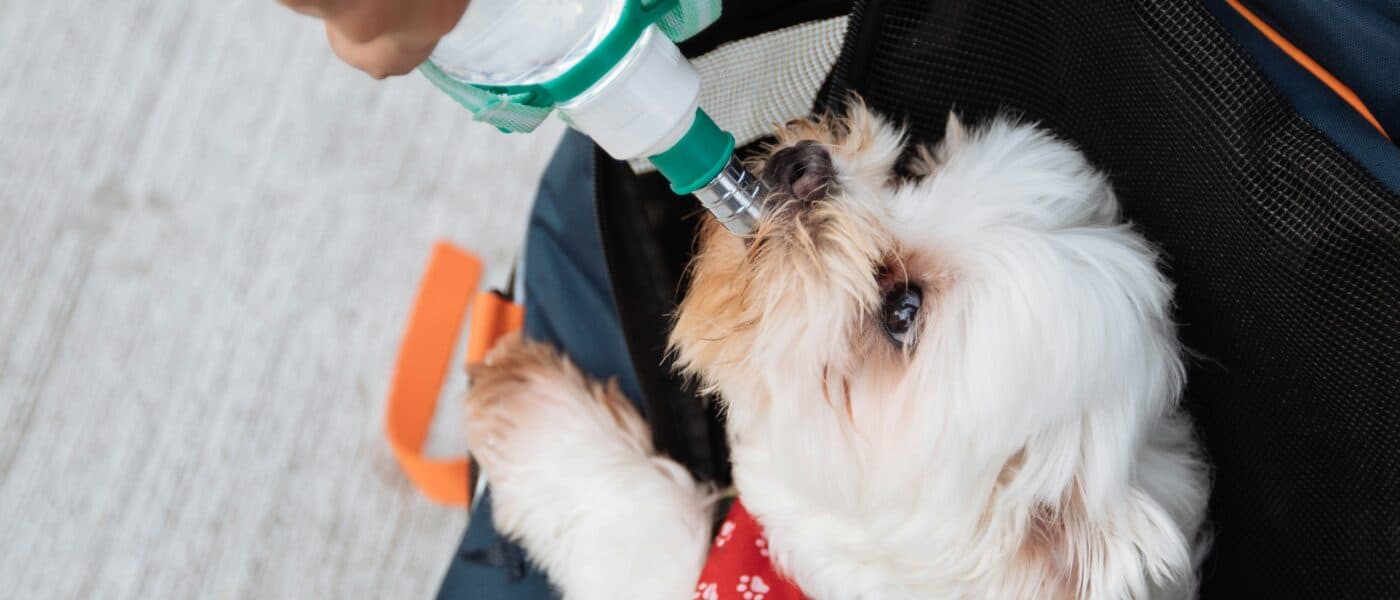 Why Won’t My Dog Drink Water? Owner’s Guide to Follow