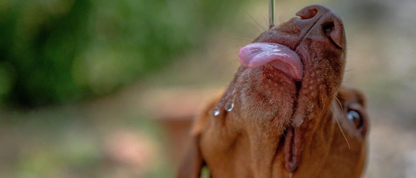 Best Dog Water Additives for Teeth in 2026: For Your Dog To Enjoy
