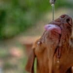 a dog drinking water while poured