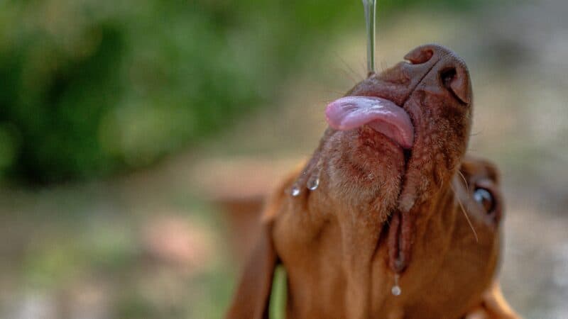 a dog drinking water while poured