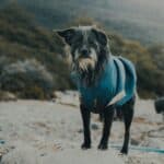 dog drying coats outdoors