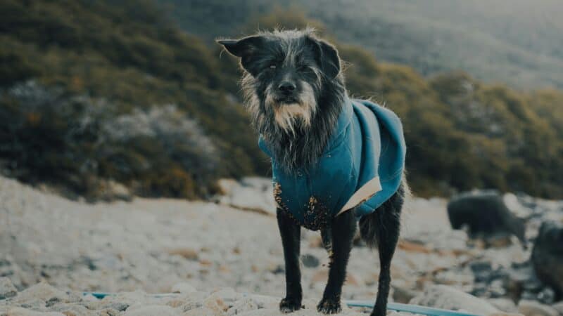 dog drying coats outdoors