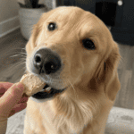 a dog eating freeze dried dog treats