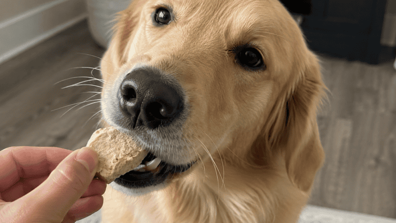 a dog eating freeze dried dog treats