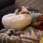 a dog entertained on bed while remote worker works