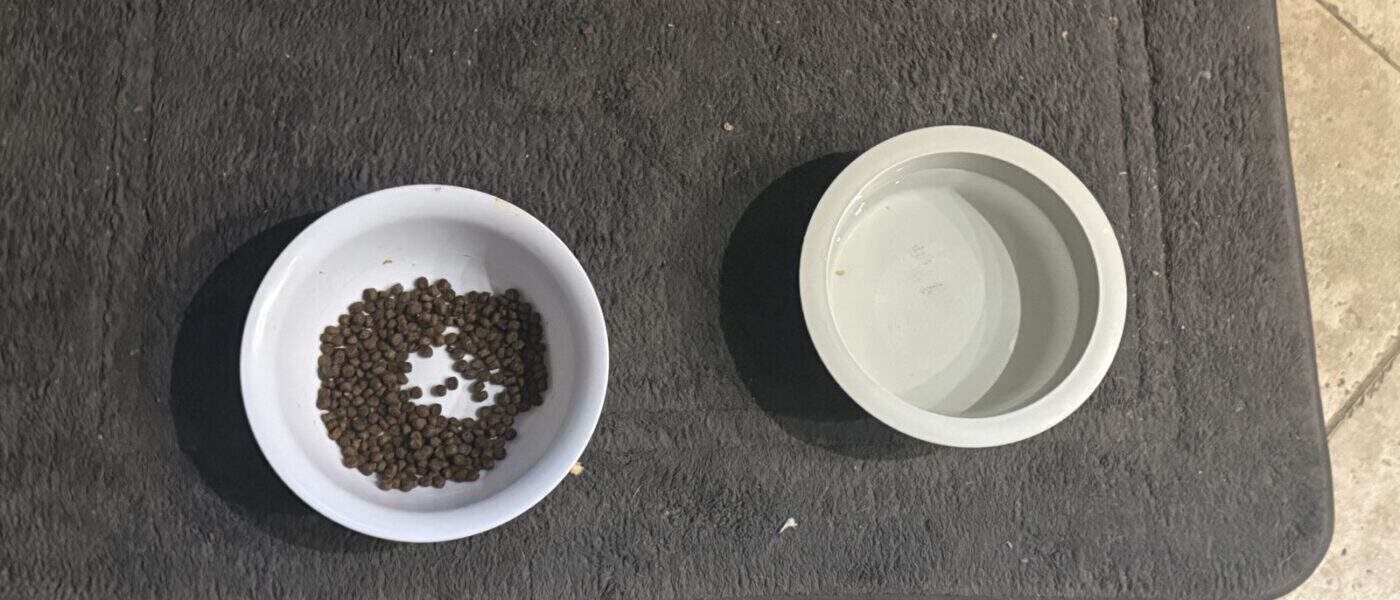 Best Dog Feeding Mats in 2026: Waterproof and Absorbent to Stop Mealtime Mess