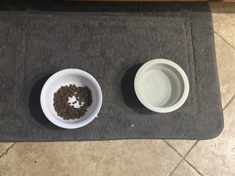 a dog feeding mat in home