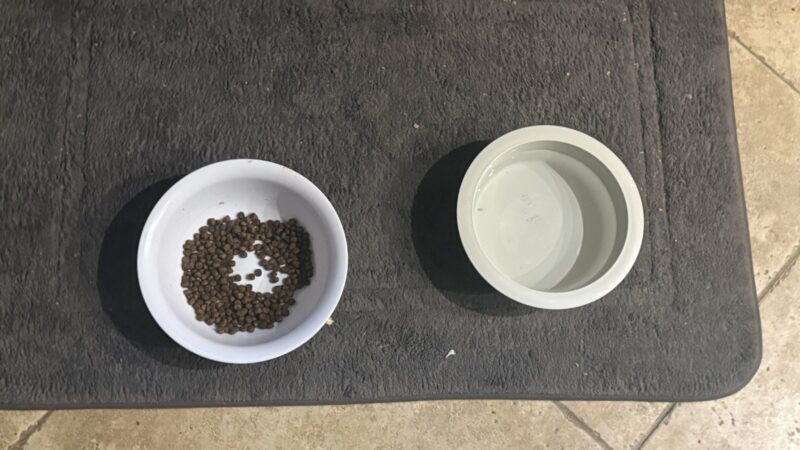 a dog feeding mat in home