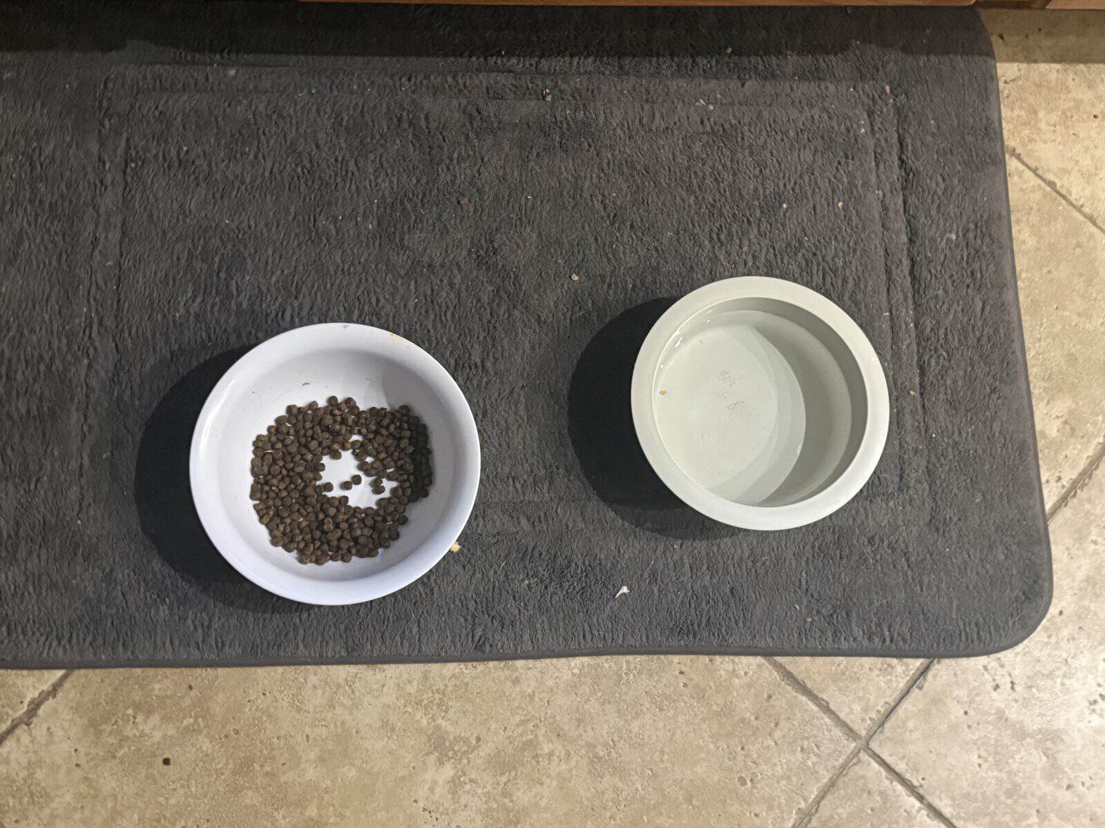 Best Dog Feeding Mats in 2026: Waterproof and Absorbent to Stop Mealtime Mess
