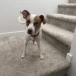 a dog following up stairs