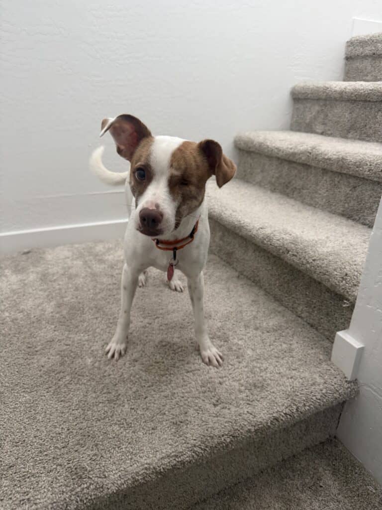 a dog following up stairs