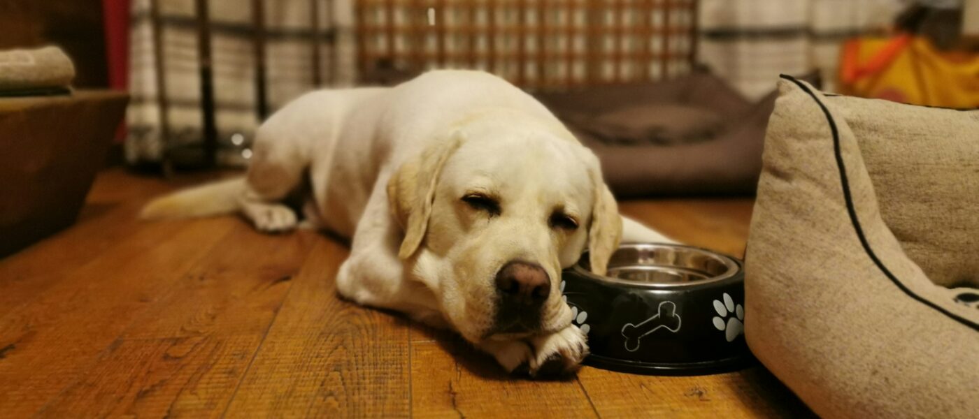 Best Dog Food for Large Breeds in 2026: Joint-Friendly Nutrition