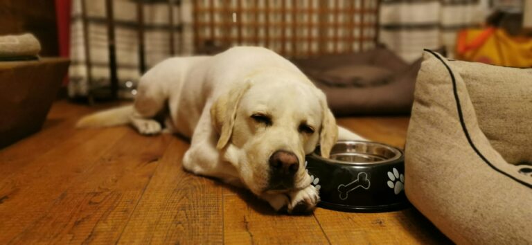 a bowl of dog food next to large dog