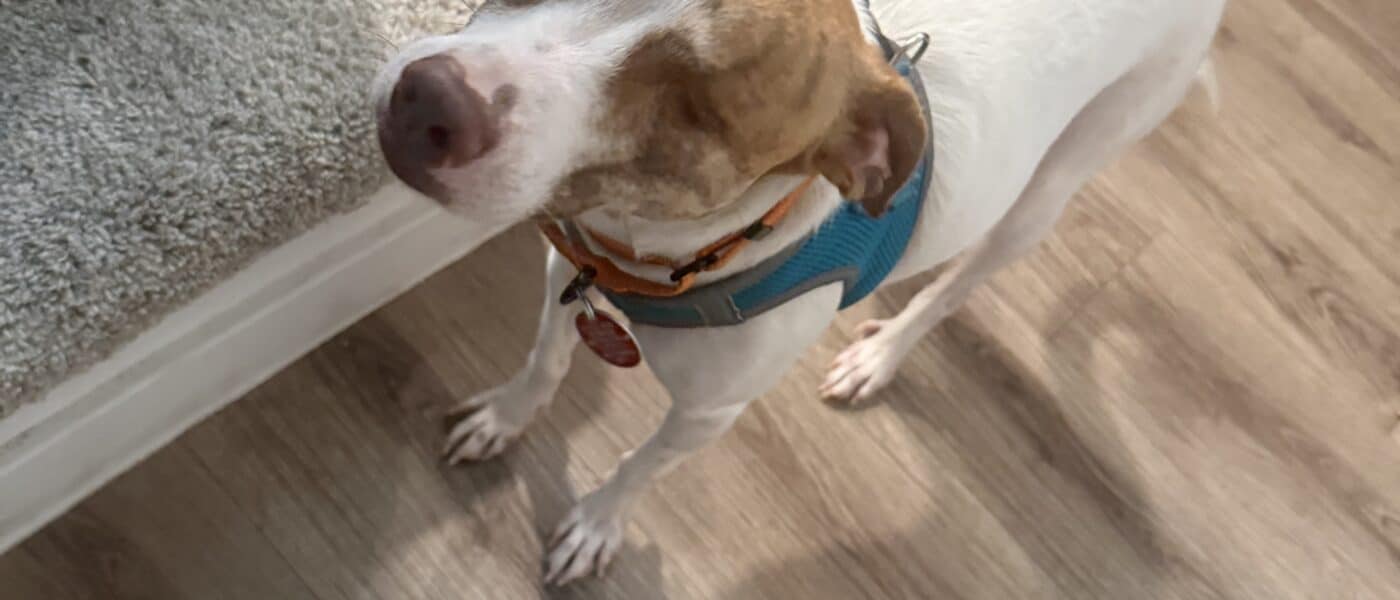 Best Dog Gear for Hot Climates in 2026: What Arizona Summer Actually Requires