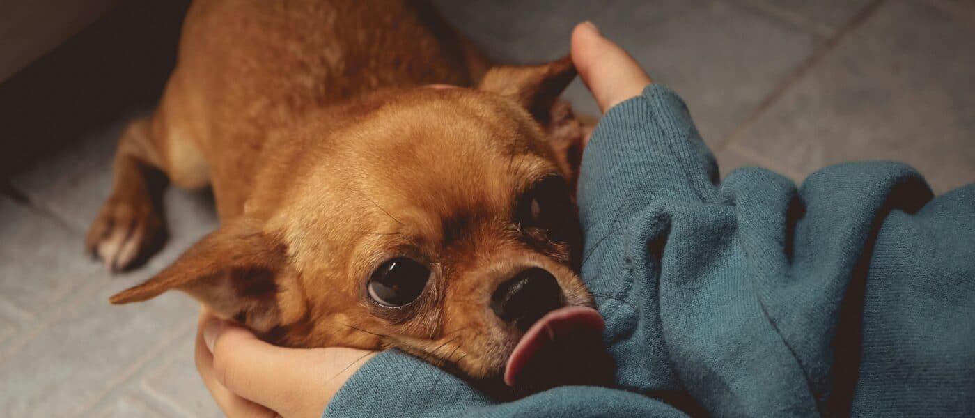 Why Is My Dog Shaking? Common Causes and When to Call the Vet