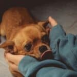 a dog getting comforted by owner
