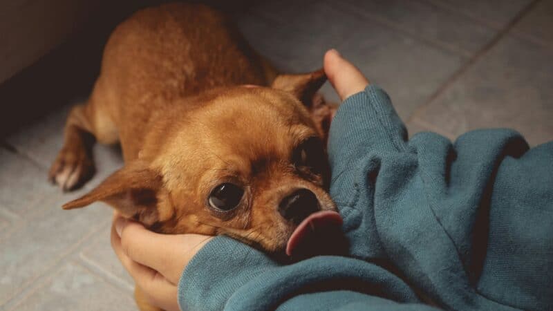 a dog getting comforted by owner
