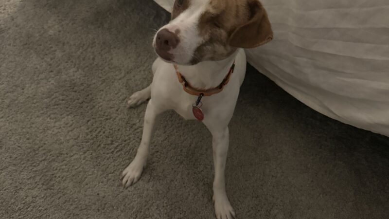 dog in home
