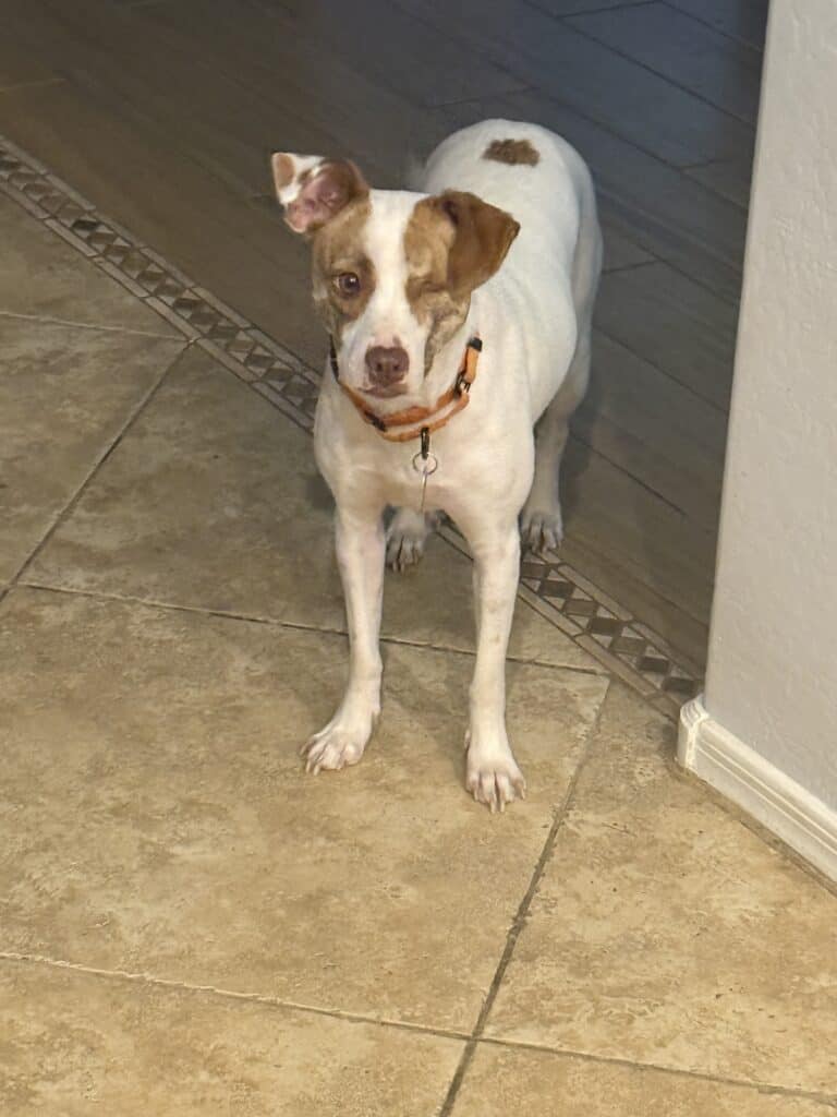 a dog in home roaming around