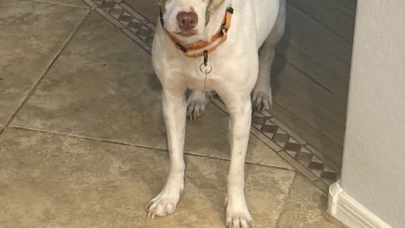a dog in home roaming around