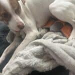 a dog laying down and playing on dog bed