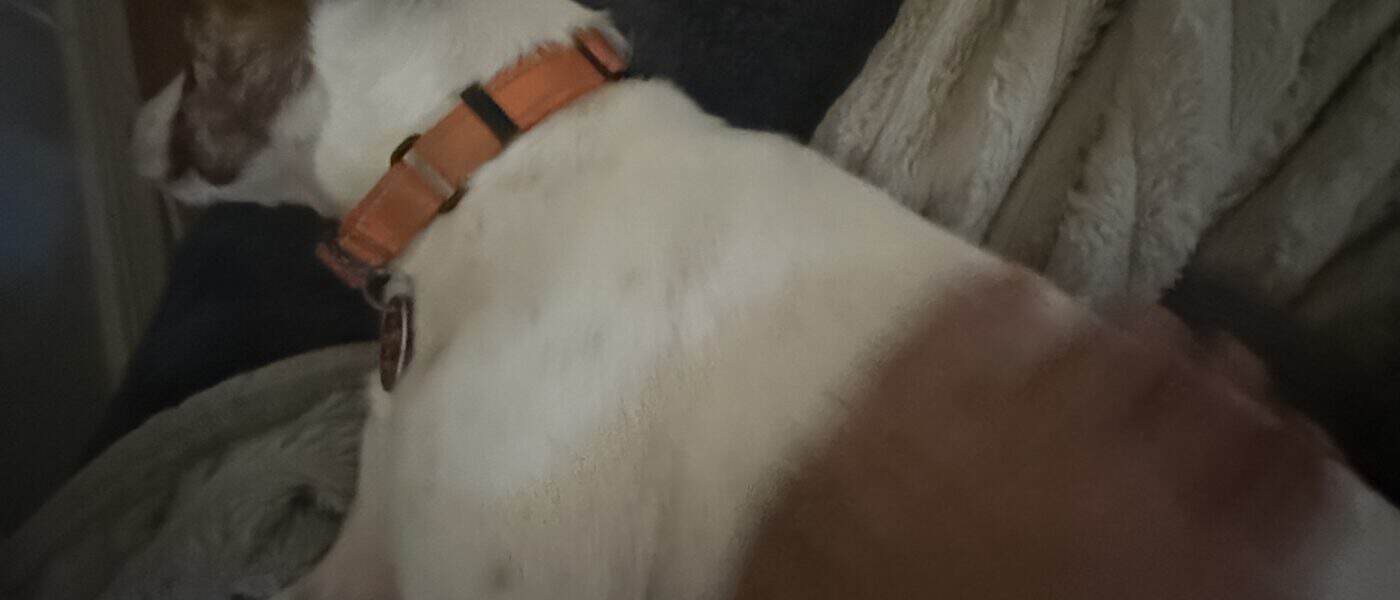 How Much Space Does a Small Dog Need: One Corner and Wherever You Are