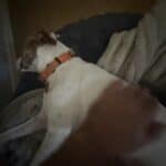 a dog laying in bed her safe space
