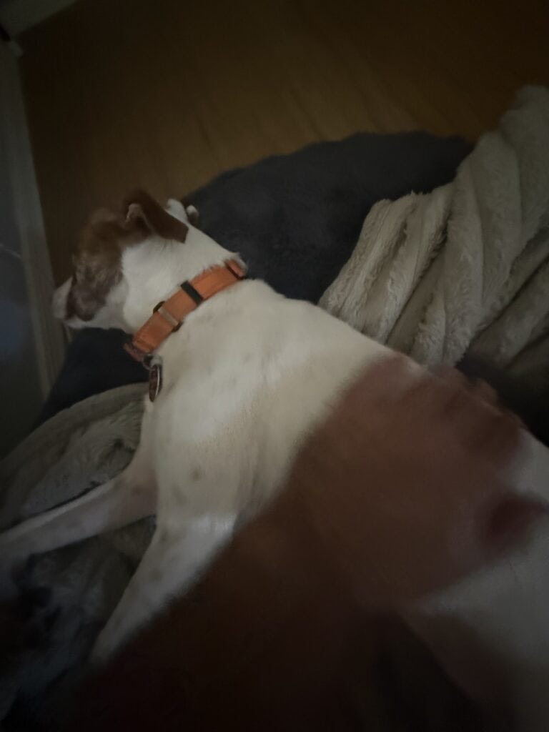 a dog laying in bed her safe space