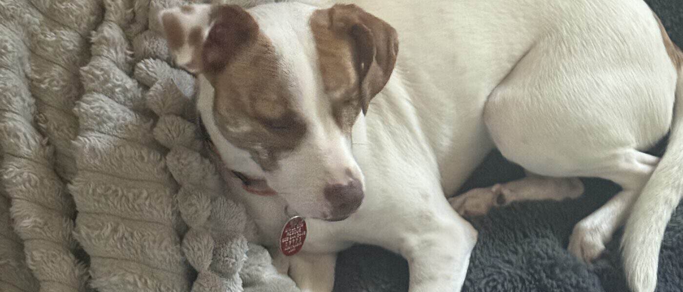 Why Does My Dog Startle at Noises? What It Means and What Helps