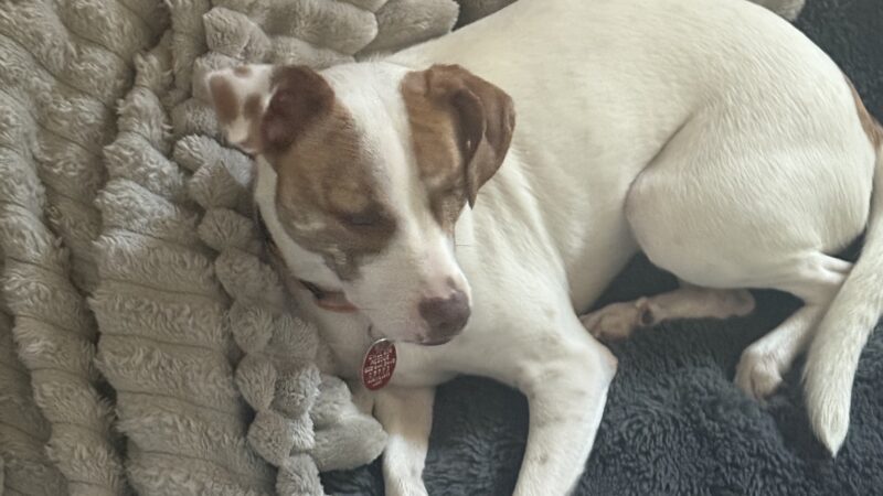 a dog laying in her dog bed