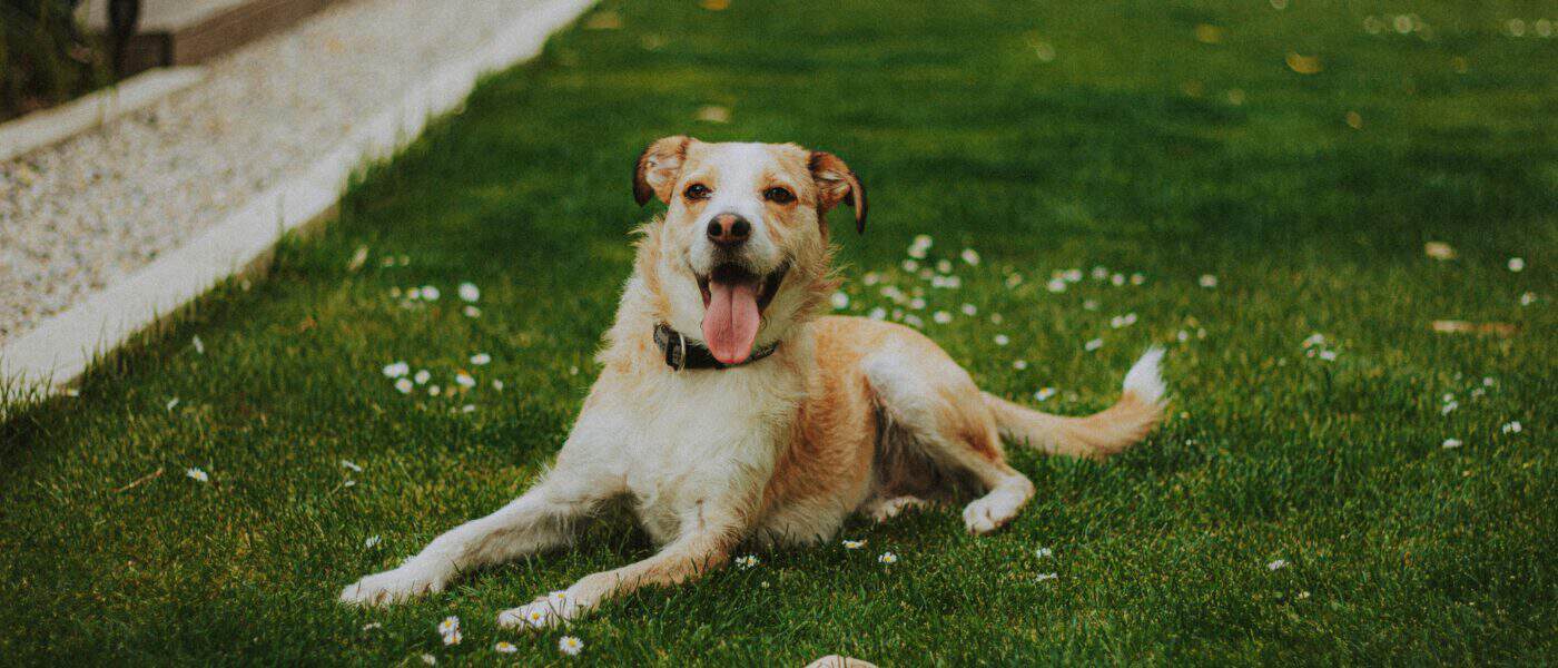 Best Dog Lawn Patch Repair Products in 2026: Fix Urine Spots and Bare Grass