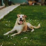 dog laying on lawn